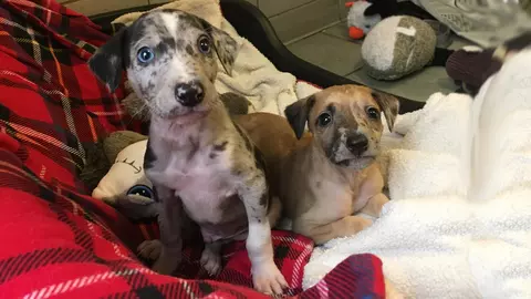 Oliver and Twist sat on a blanket